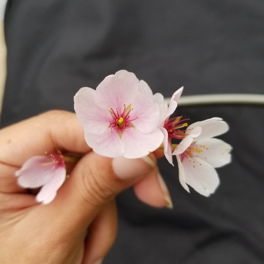 🌸☺ ** please read ** ☺🌸